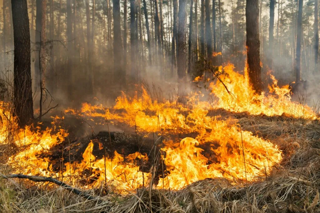 Fire Suppression System untuk Mencegah Kebakaran Hutan