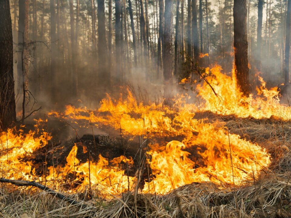 Fire Suppression System untuk Mencegah Kebakaran Hutan